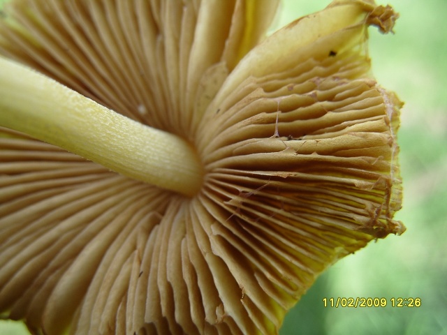 Gli ultimi incontri (Bolbitius vitellinus e Tulostoma sp.)