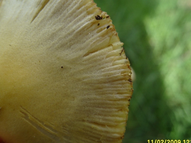 Gli ultimi incontri (Bolbitius vitellinus e Tulostoma sp.)