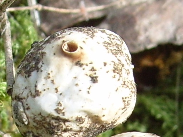 Gli ultimi incontri (Bolbitius vitellinus e Tulostoma sp.)