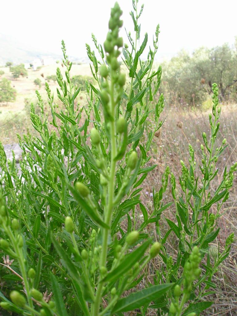 Dittrichia viscosa