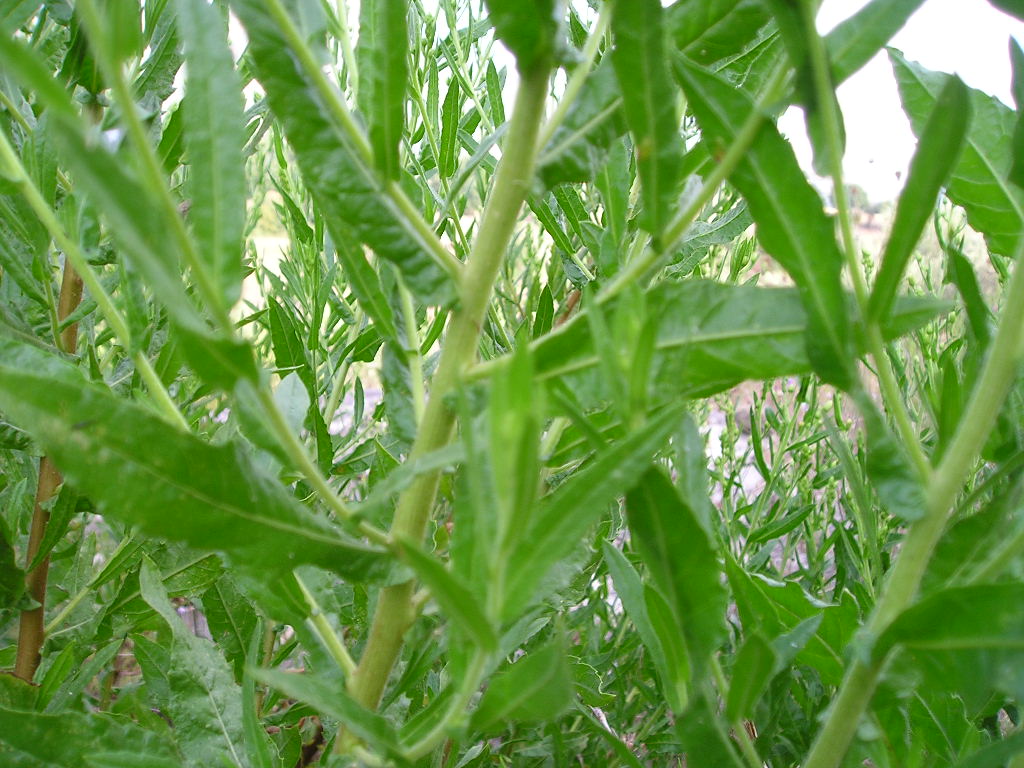 Dittrichia viscosa