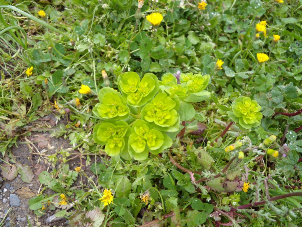 Richiesta determinazione