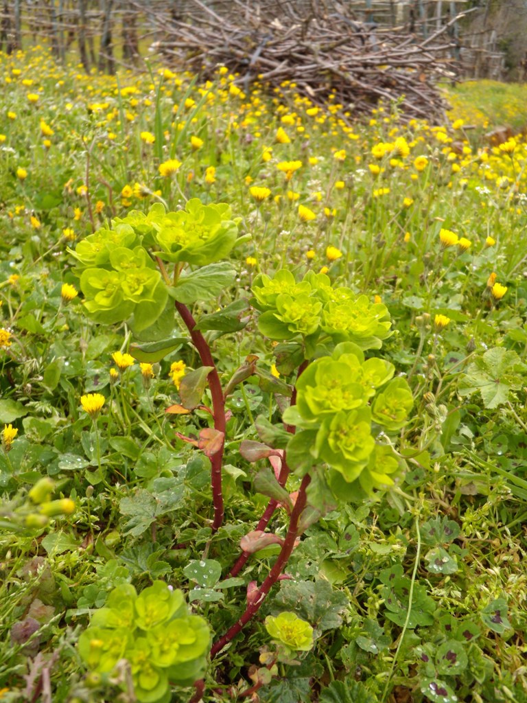 Richiesta determinazione