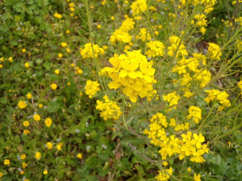 Richiesta determinazione