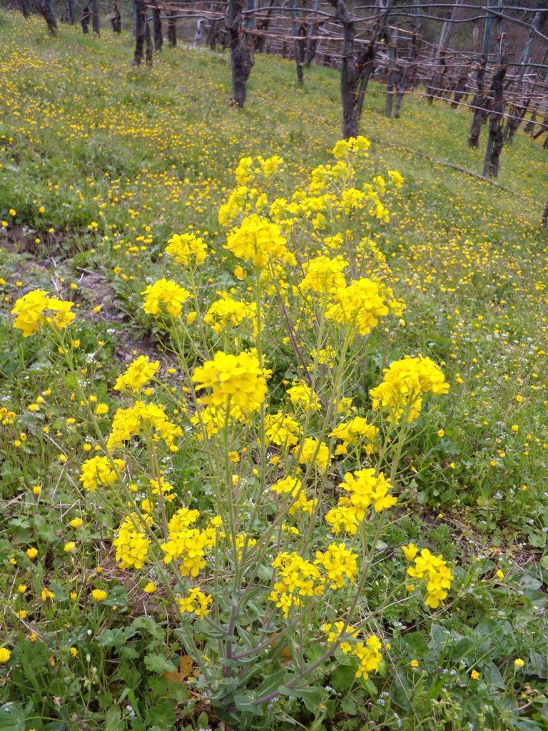 Richiesta determinazione