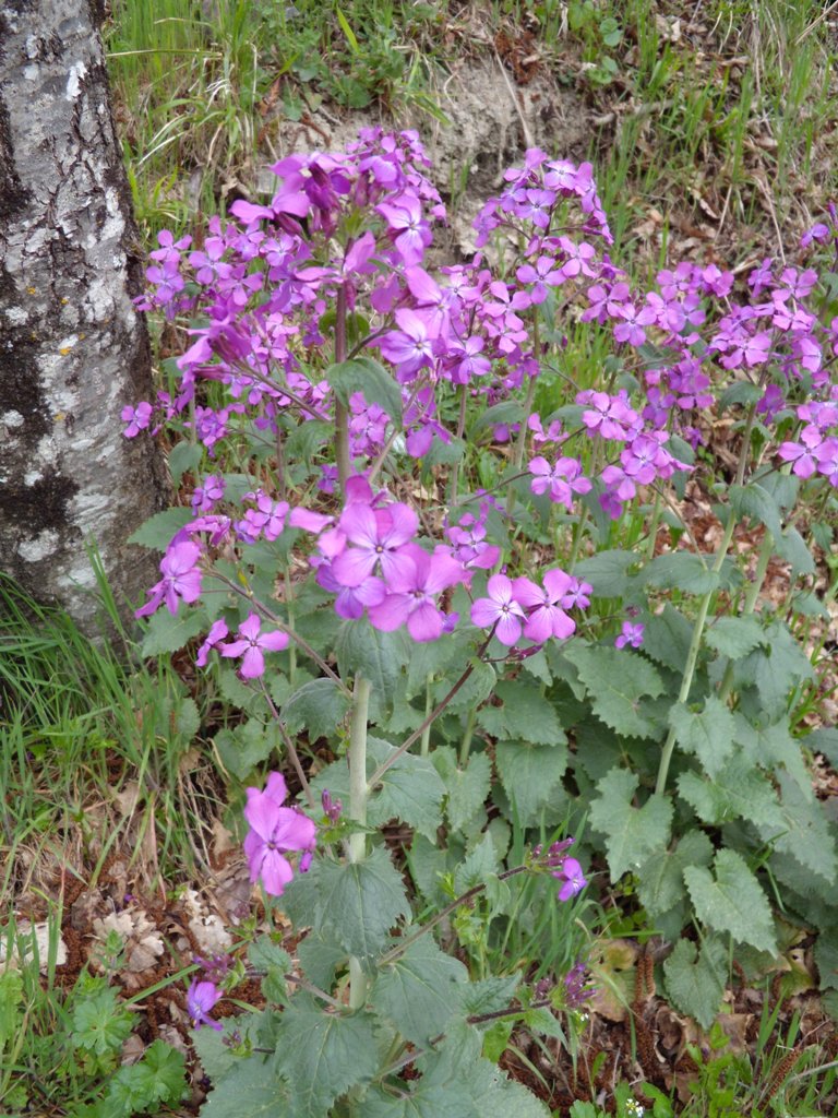Richiesta determinazione