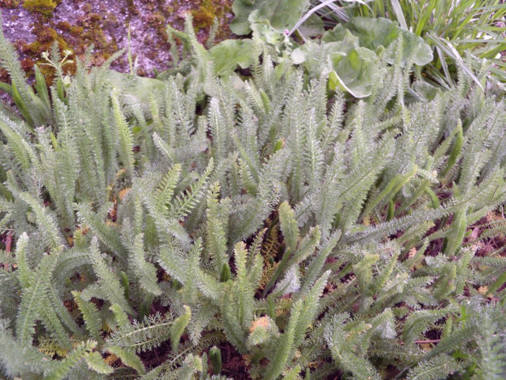 Richiesta determinazione