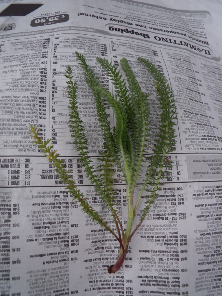 Richiesta determinazione