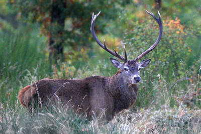 PASSIONE PER IL CERVO