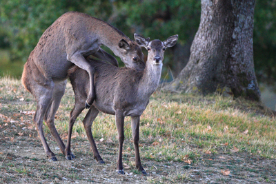PASSIONE PER IL CERVO