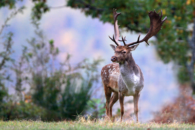 PASSIONE PER IL CERVO