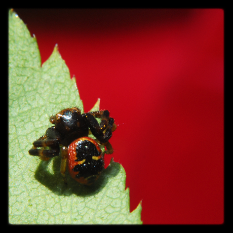 Synaema globosum