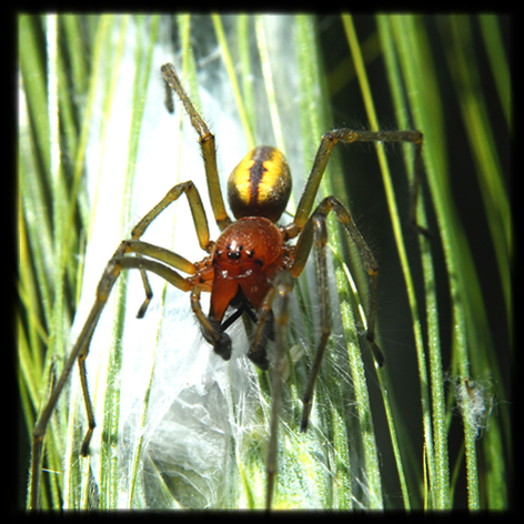 Cheiracanthium punctorium
