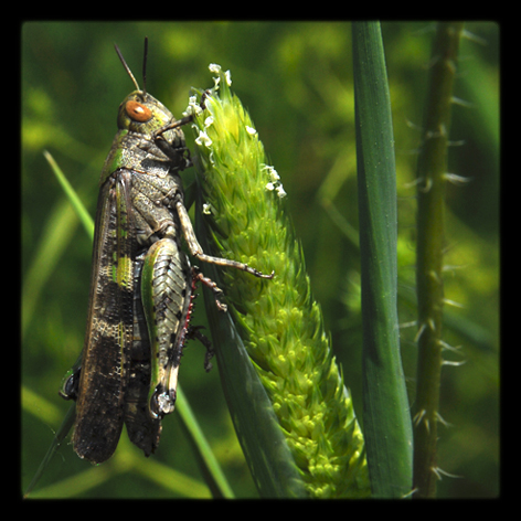 Identificazione... sul prato: Aiolopus strepens