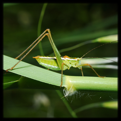 Poecilimon jonicus superbus (Phaneropteridae)