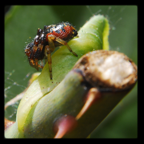 Synaema globosum