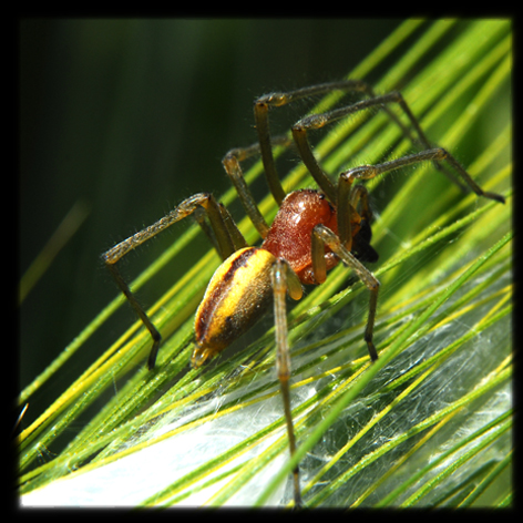 Cheiracanthium punctorium