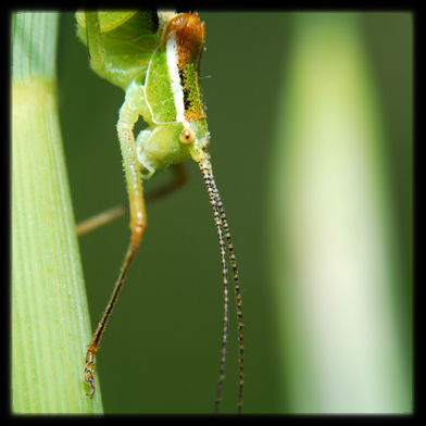 Poecilimon jonicus superbus (Phaneropteridae)