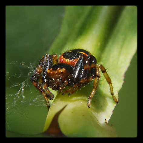 Synaema globosum