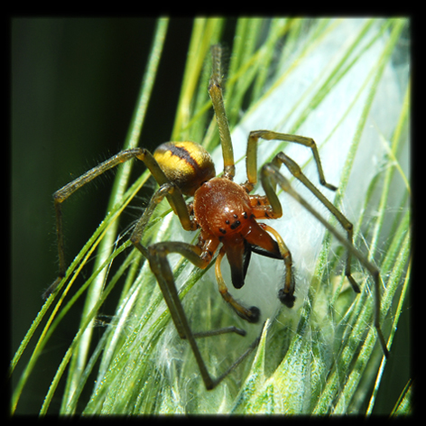 Cheiracanthium punctorium