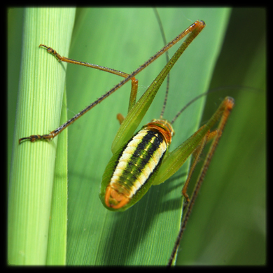 Poecilimon jonicus superbus (Phaneropteridae)