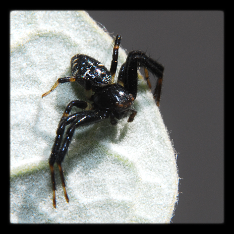 Synaema globosum