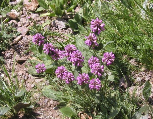 Fiorellini violetti