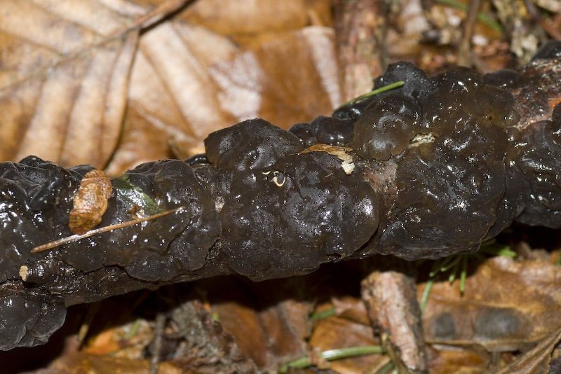 Ascomicete si ma quale?