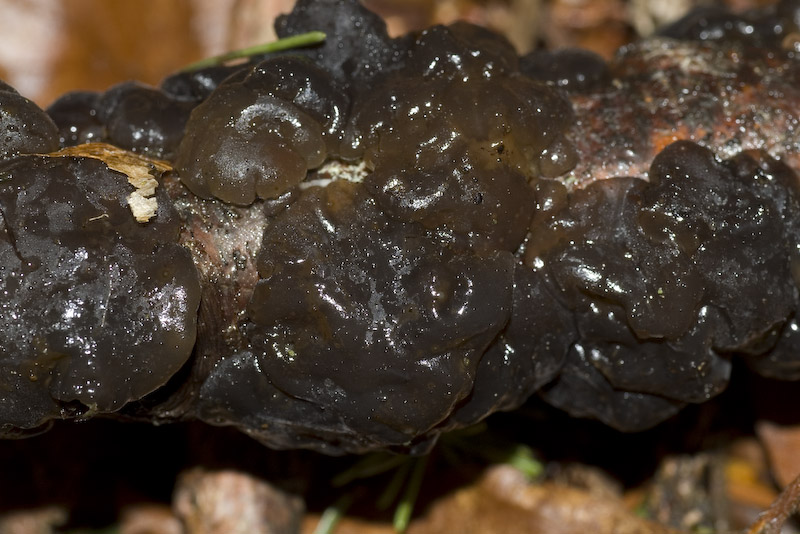 Ascomicete si ma quale?