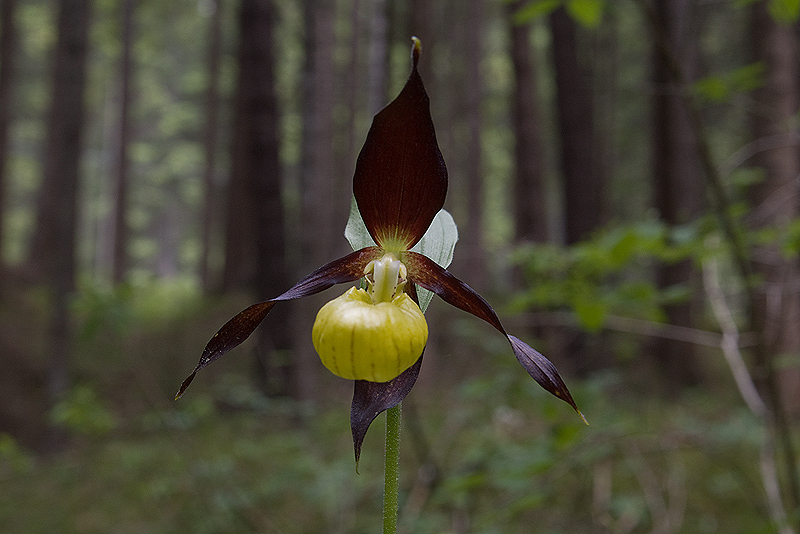 Cypripedium calceolus