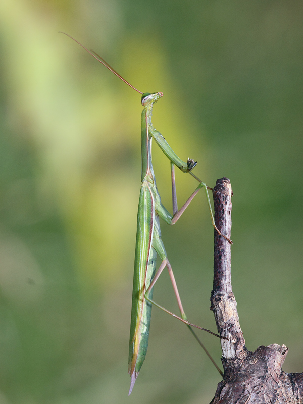 Mantide (maschio) ...senza braccia