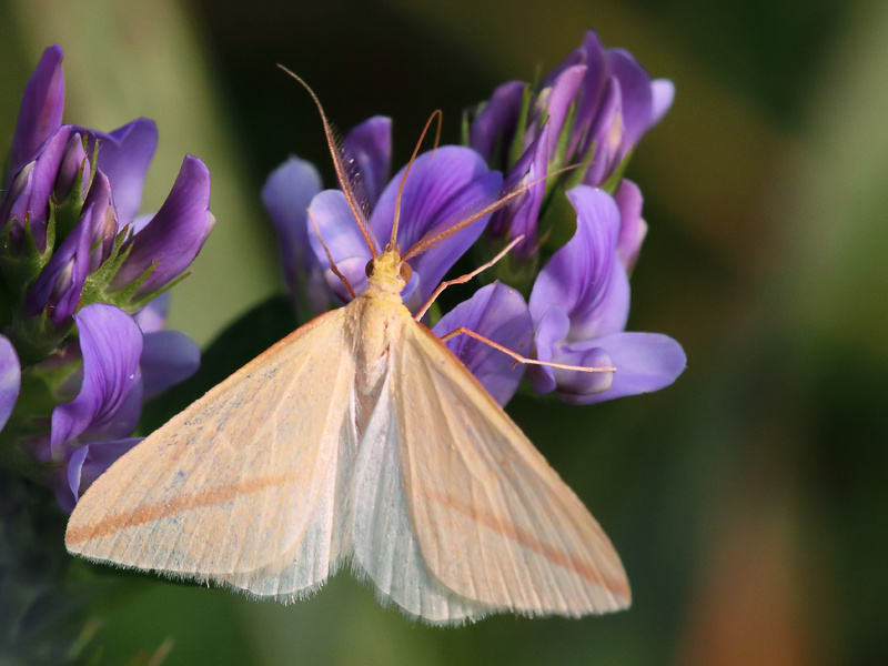 Farfalla sconosciuta - Rhodometra sacraria