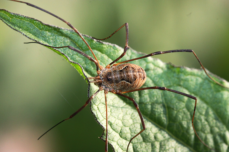 Phalangiidae: cfr. Metaphalangium sp,