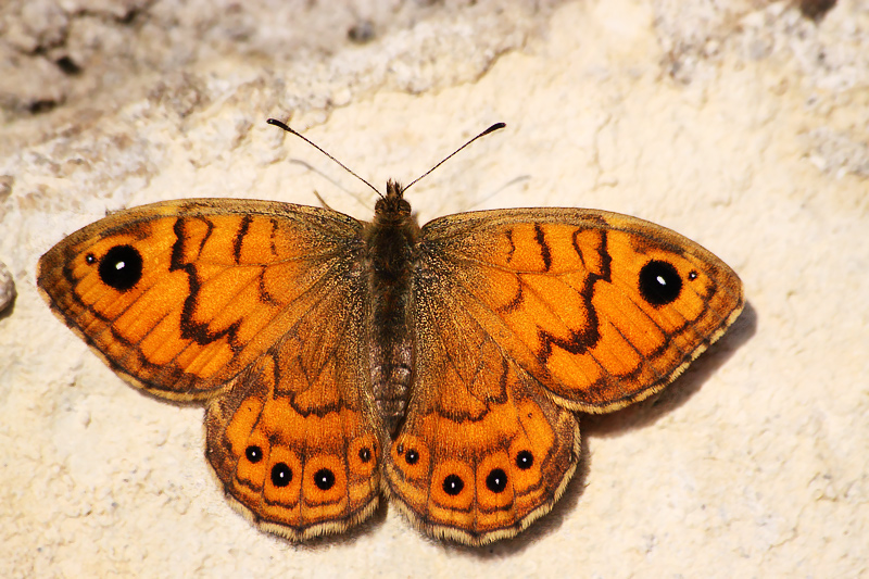 Identificazione farfalla - Lasiommata megera (femmina)