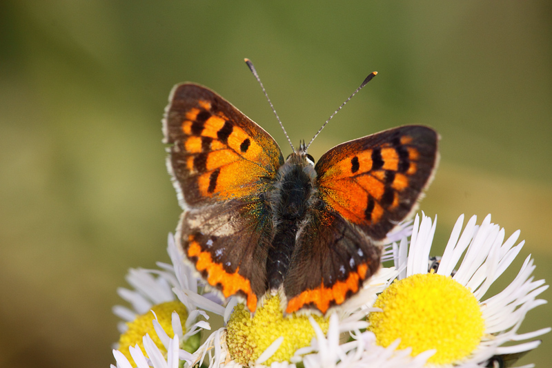 Farfalla non identificata - Lycaena phlaeas