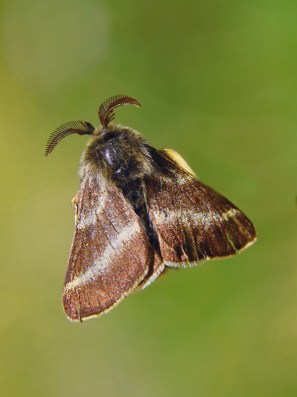 Malacosoma?