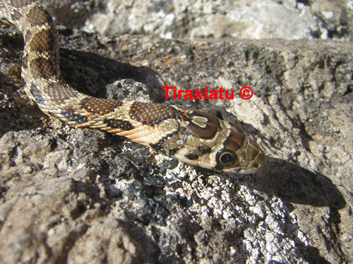Alcune bestiole poco conosciute del territorio siculo