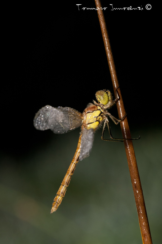 Identificazione: Sympetrum striolatum neosfarfallati