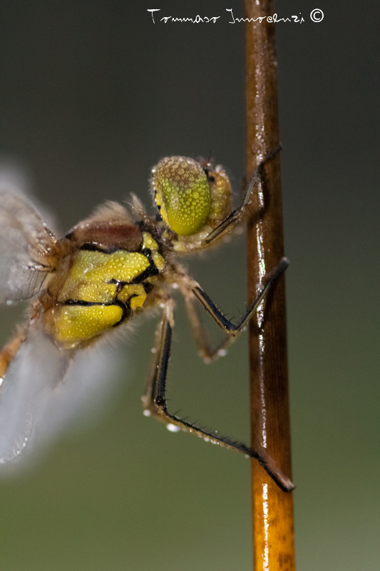 Identificazione: Sympetrum striolatum neosfarfallati