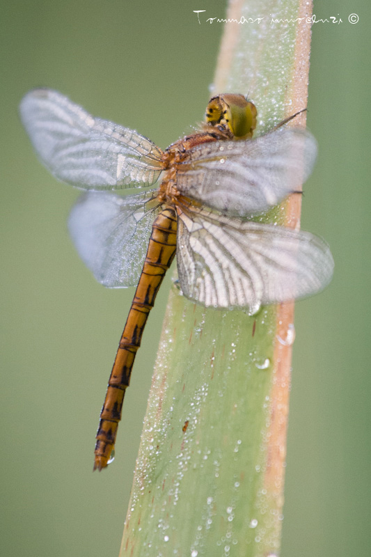 Identificazione: Sympetrum striolatum neosfarfallati