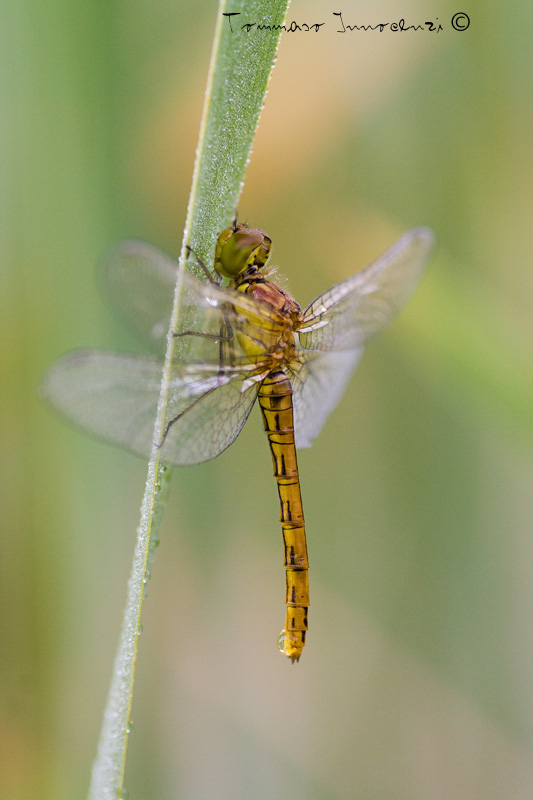 Identificazione: Sympetrum striolatum neosfarfallati