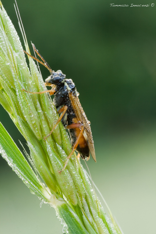 Identificazione: Tenthredopsis