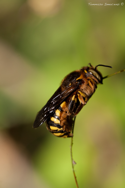 Identificazione: Anthidium sp.