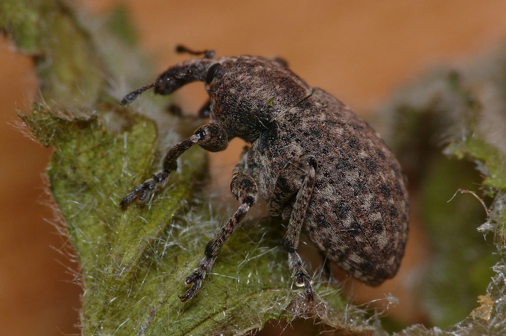 uno di Hyperinae: Neoglanis cf. salviae