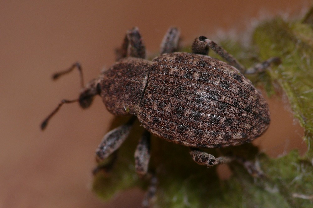 uno di Hyperinae: Neoglanis cf. salviae