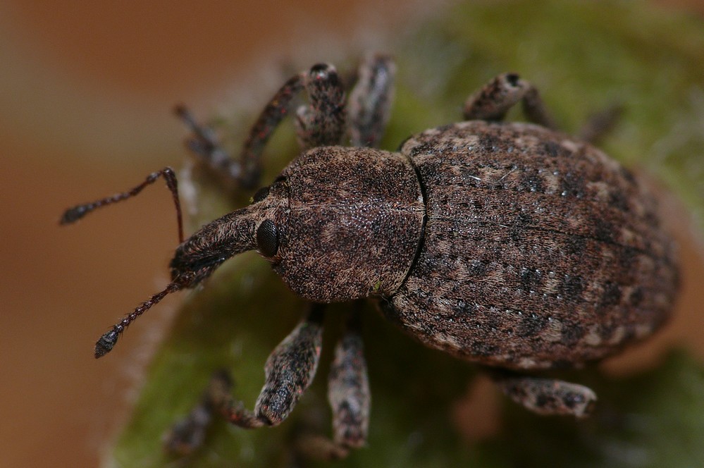 uno di Hyperinae: Neoglanis cf. salviae