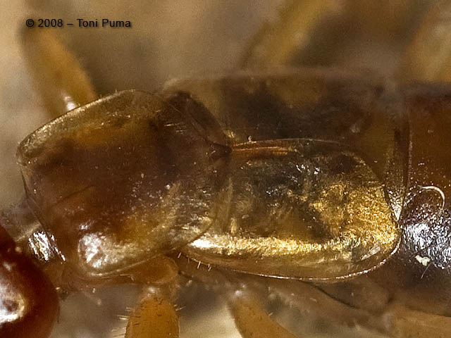 Dermattero siciliano - Guanchia (ex Forficula) cfr. pubescens