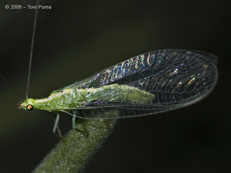 Chrysoperla pallida