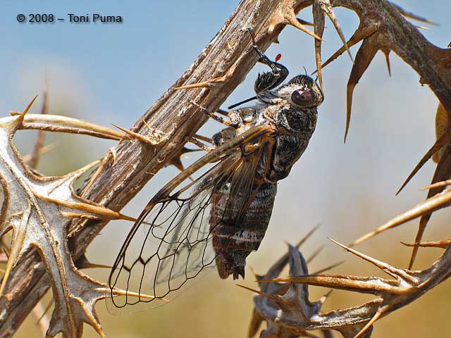 Cicadidae - Cicada orni della Sicilia (SR)