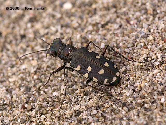 Ancora una cicindela... - Calomera littoralis nemoralis